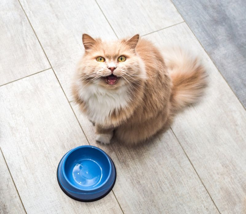 Why Is My Cat Fat? 14 Reasons Cats Overweight